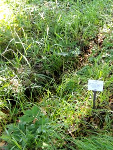 Dactylis glomerata subsp. aschersoniana - Botanical Garden, University of Frankfurt - DSC02419