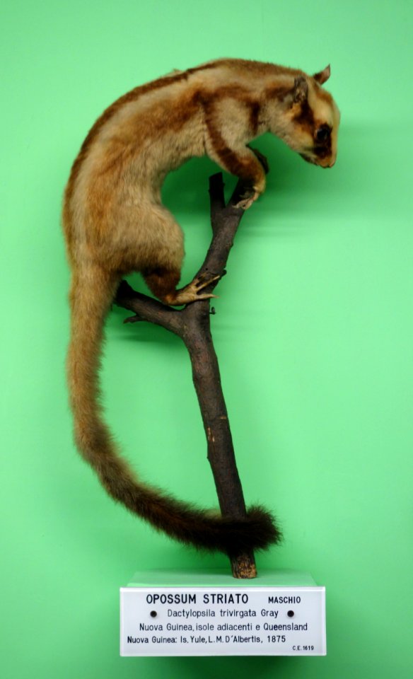 Dactylopsila trivirgata - Museo Civico di Storia Naturale Giacomo Doria - Genoa, Italy - DSC03020