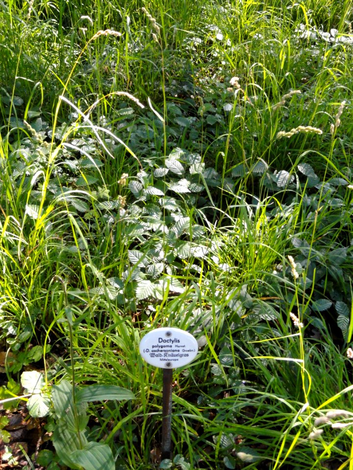 Dactylis polygama - Botanical Garden, University of Frankfurt - DSC02422
