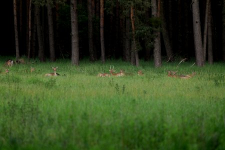 Dama dama in the Spandauer Forst 2020-06-03 04