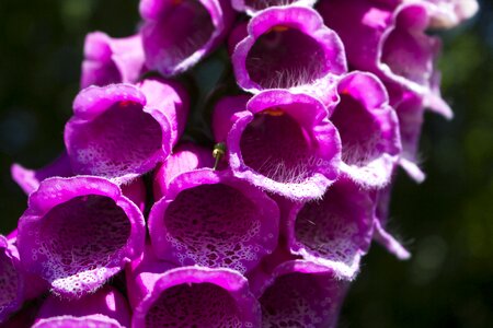 Flowers close up in the garden