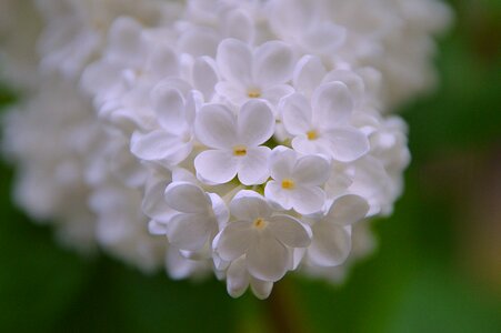 Spring bloom buddleja davidii white flower