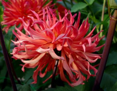 Dahlia ,4