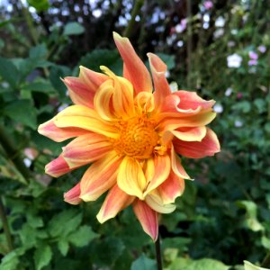 Dahlia × pinnata IMG 0126