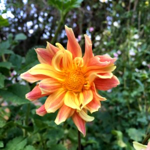 Dahlia × pinnata IMG 0112