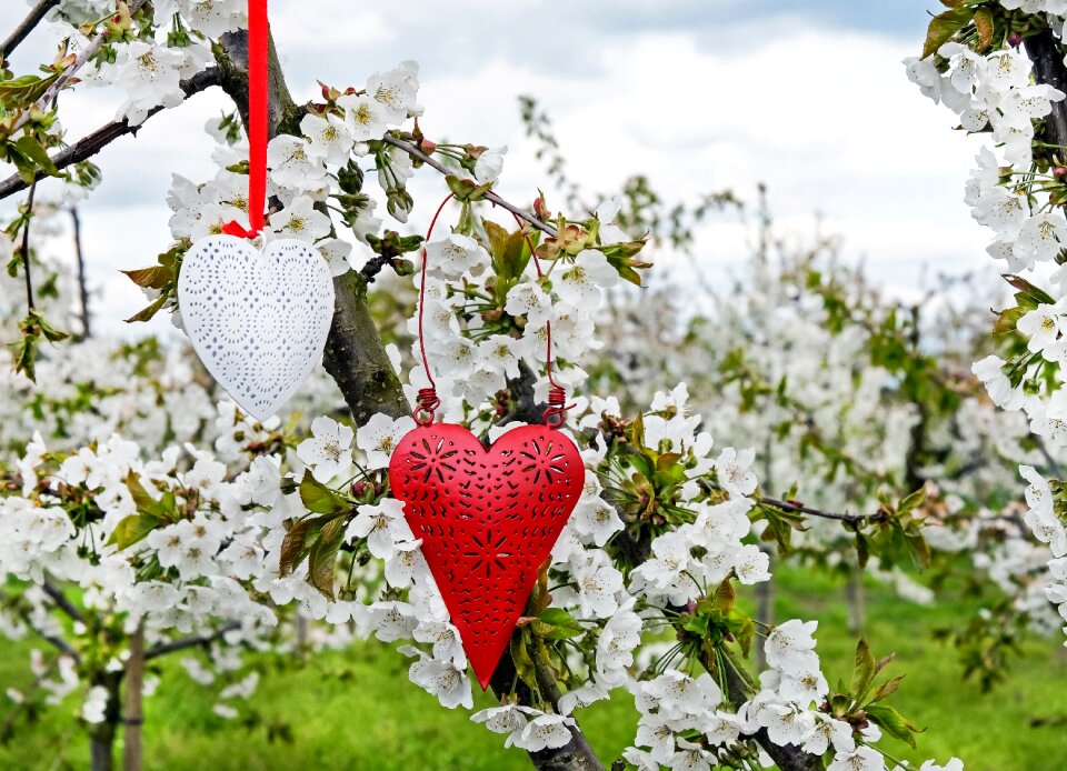 Love romance nature