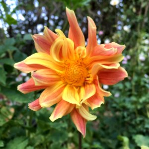 Dahlia × pinnata IMG 0116