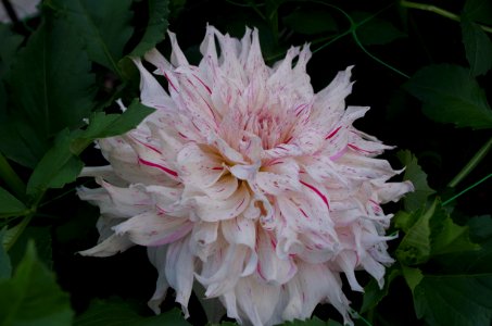 Dahlia .5