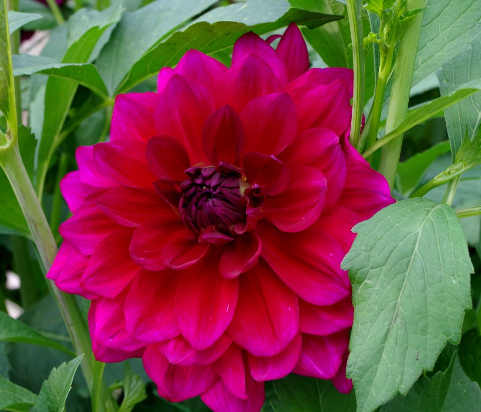 Dahlia -2