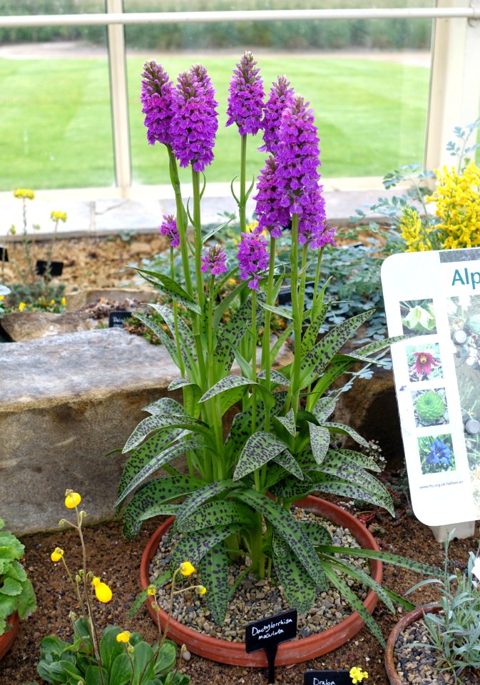 Dactylorhiza maculata - RHS Garden Harlow Carr - North Yorkshire, England - DSC01524