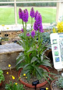 Dactylorhiza maculata - RHS Garden Harlow Carr - North Yorkshire, England - DSC01524