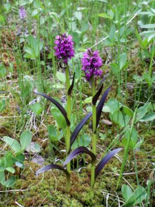 Dactylorhiza incarnata ssp. cruenta Kiiminki, Finland 25.06.2013