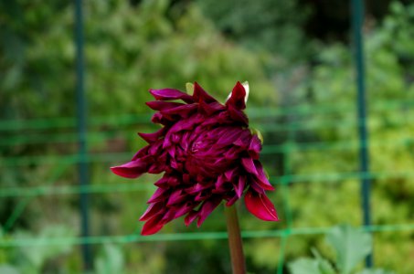 Dahlia -31