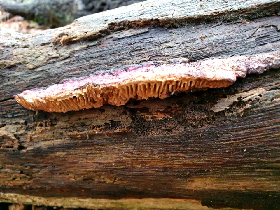 Daedalea quercina 105577799