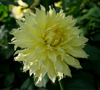 Dahlia -8