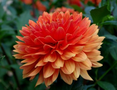 Dahlia - 4