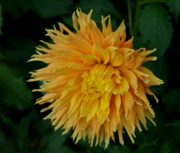 Dahlia -34