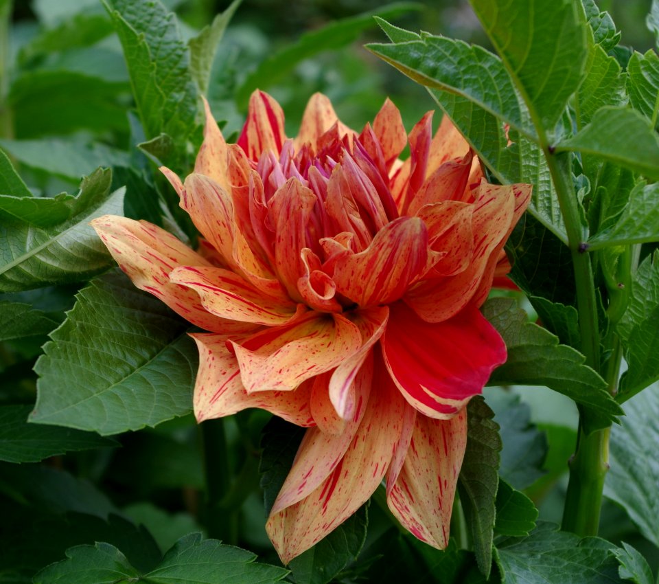 Dahlia -28
