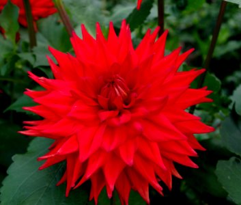 Dahlia - 8