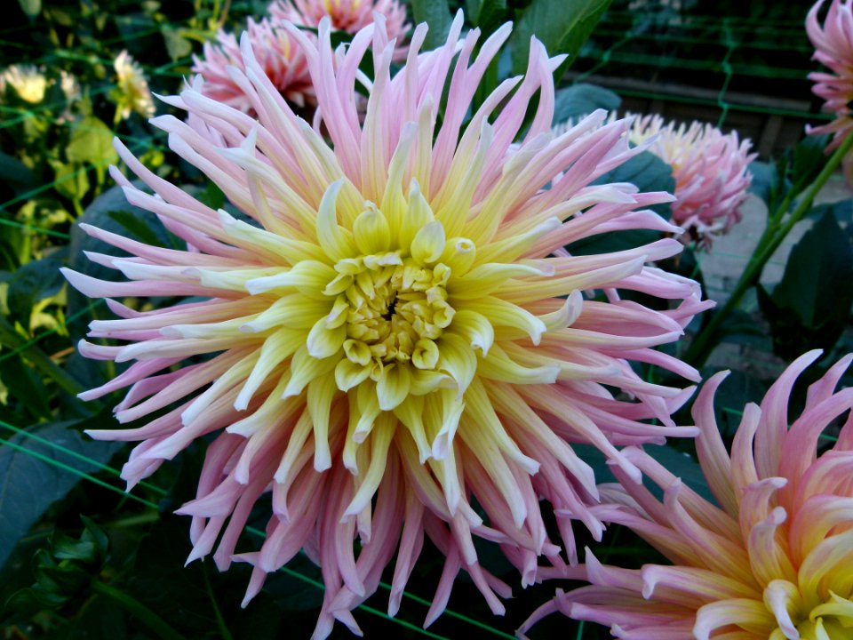 Dahlia du concours international 2012 Parc Floral Paris 3