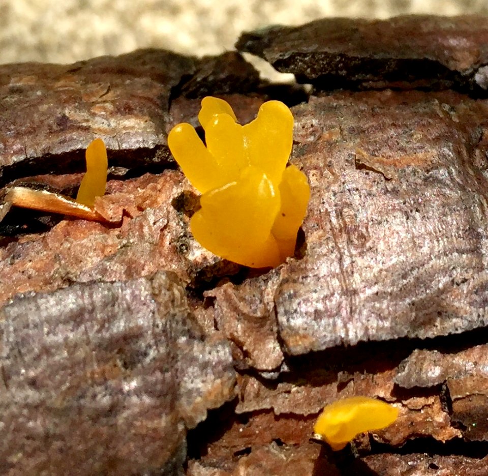 Dacryopinax spathularia 91437608