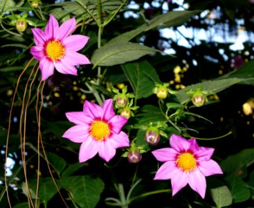 Dahlia tenuicaulis - San Francisco Botanical Garden - DSC00015
