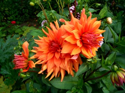 Dahlia orange Farbe