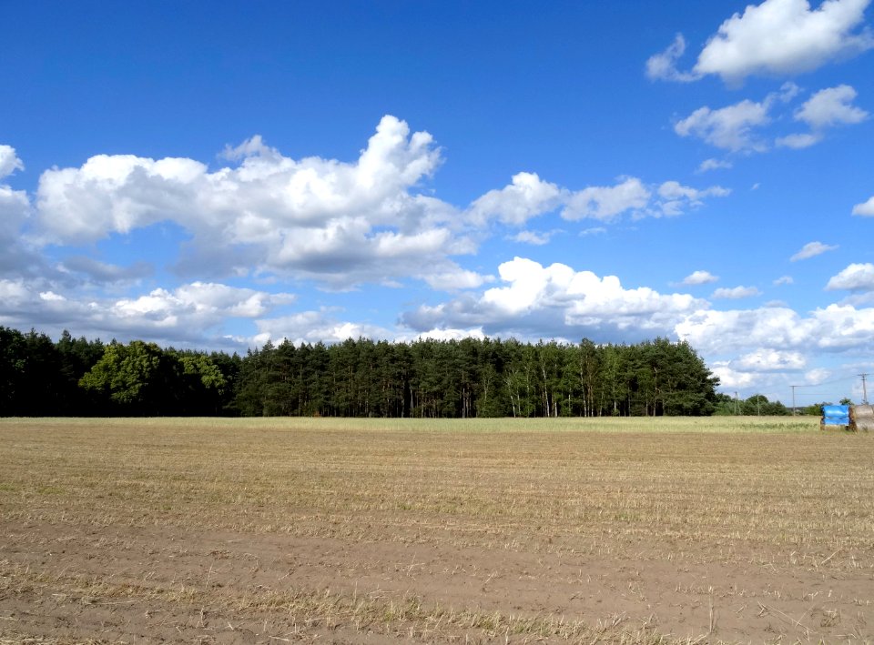 Dabrowa Wielka fields 3 7-2015