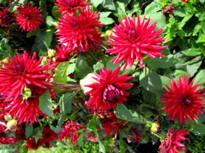 Dahlias