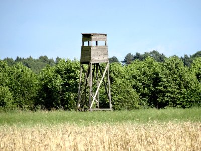 Dabrowa Wielka fields 6 7-2015