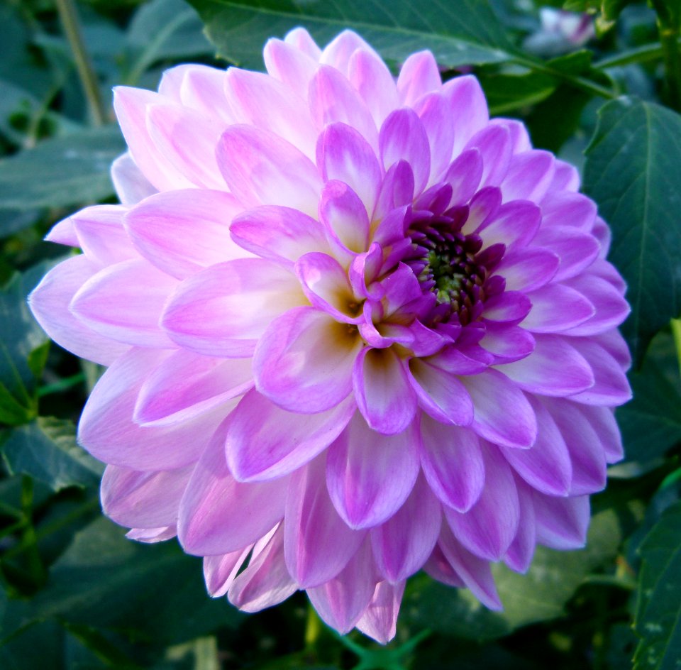 Dahlia du concours international 2012 Parc Floral Paris 6