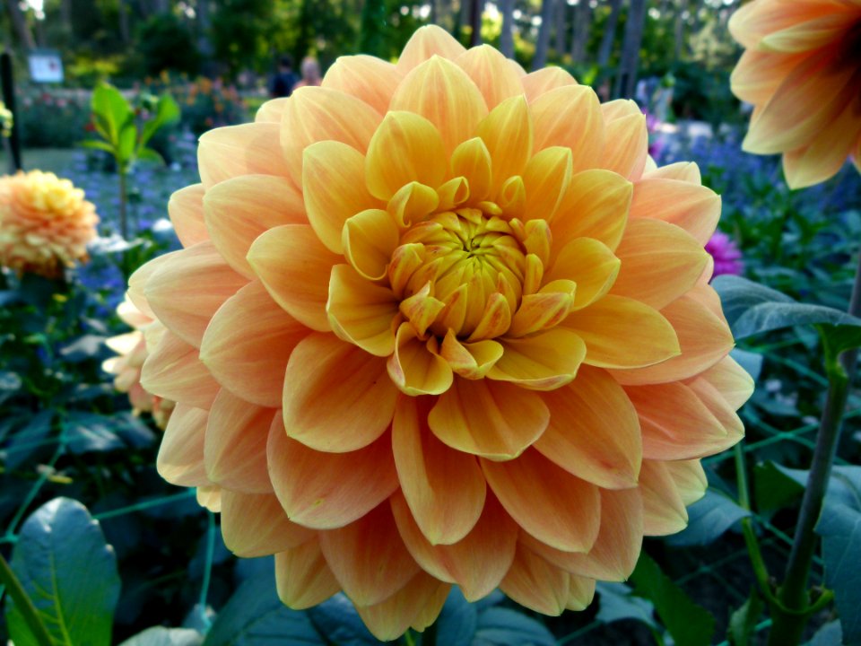 Dahlia du concours international 2012 Parc Floral Paris 17
