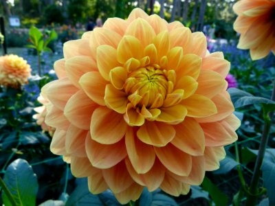 Dahlia du concours international 2012 Parc Floral Paris 17