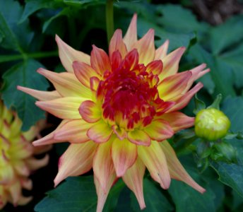 Dahlia .7