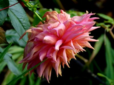 Dahlia fané au Jardin des Plantes de Paris 2