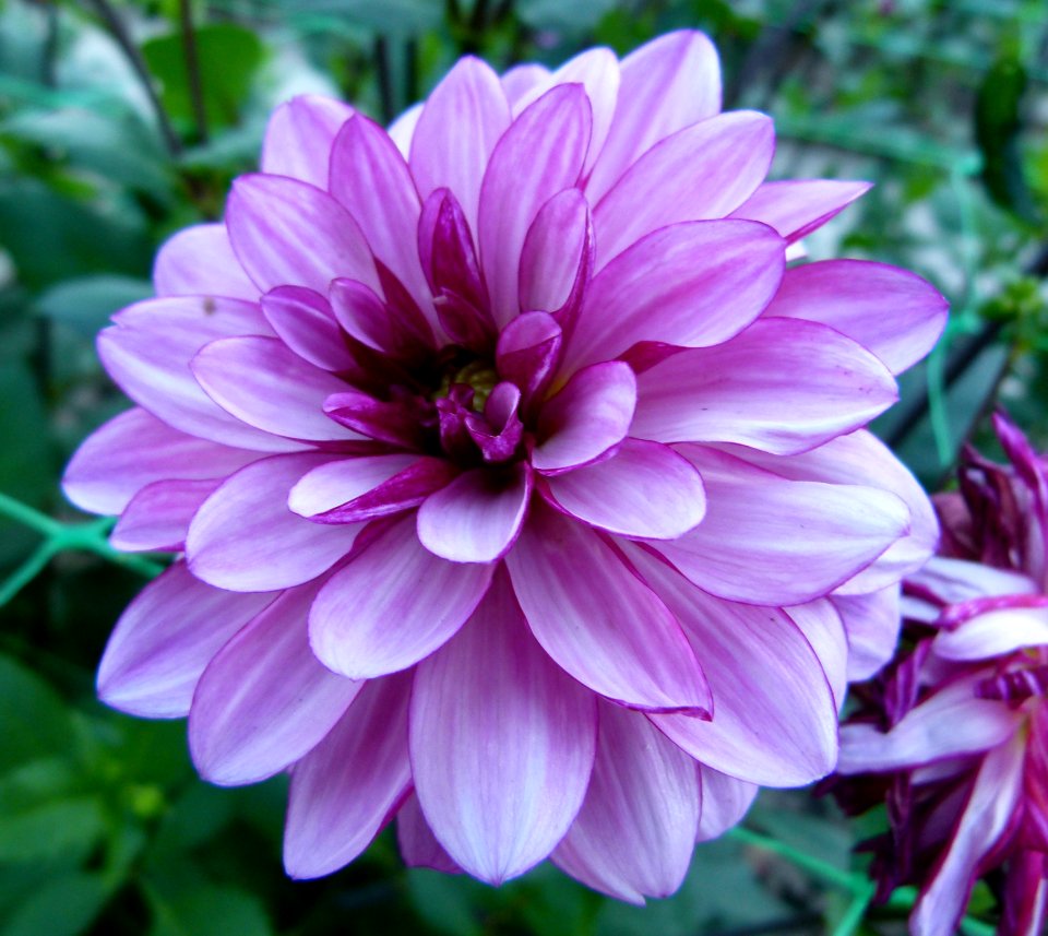Dahlia concours international 2012 Parc Floral 14