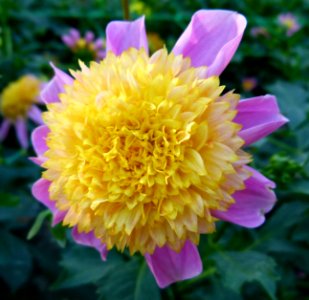 Dahlia du concours international 2012 Parc Floral Paris 8