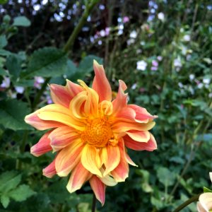 Dahlia × pinnata IMG 0104