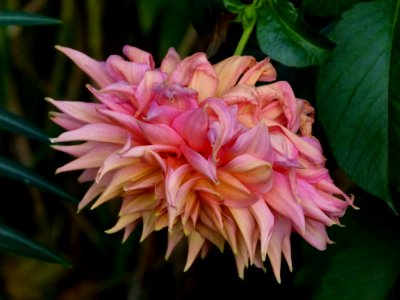 Dahlia fané au Jardin des Plantes de Paris