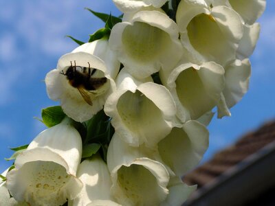 Close up nature flowers