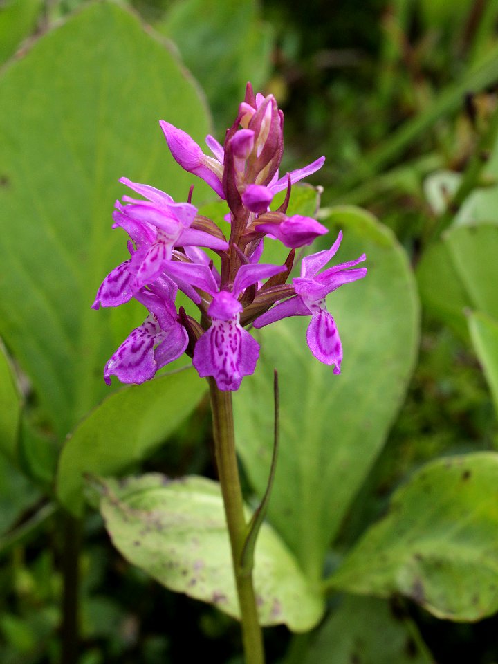 Dactylorhiza traunsteineri Oulu, Finland 18.06.2013 img 2