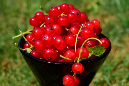 Red close up decoration