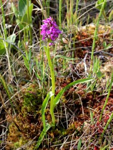 Dactylorhiza incarnata ssp. incarnata Kiiminki, Finland 16.06.2013
