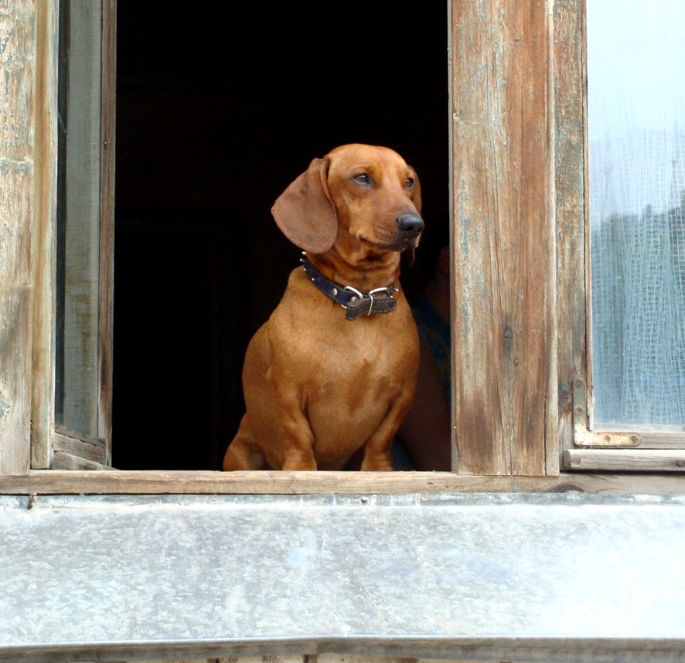 Dachshunds on the windowsill