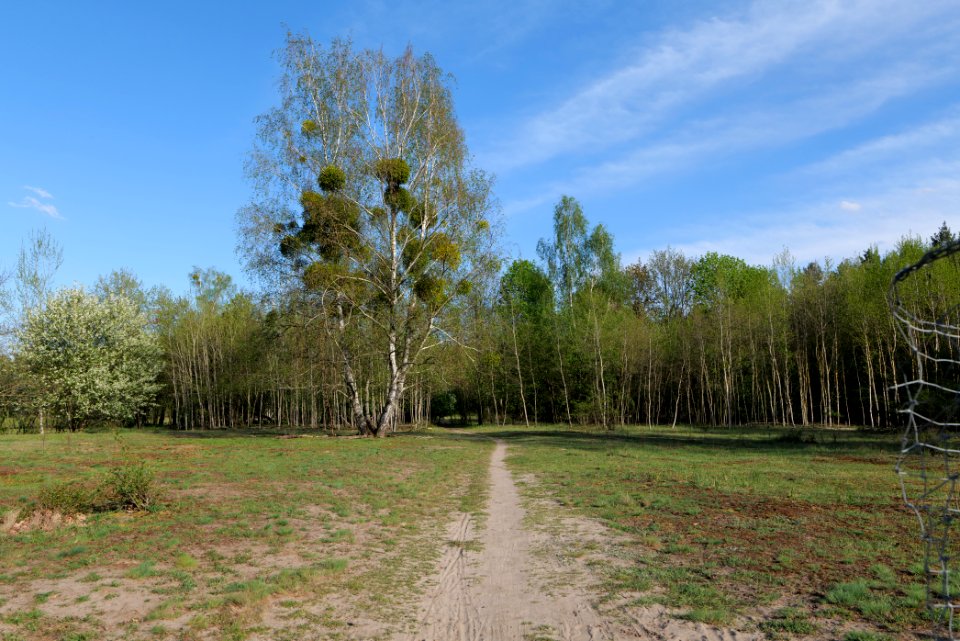 Dahlemer Feld Grunewald 2021-05-10 20