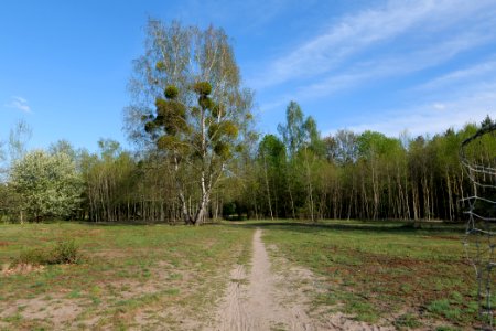 Dahlemer Feld Grunewald 2021-05-10 20