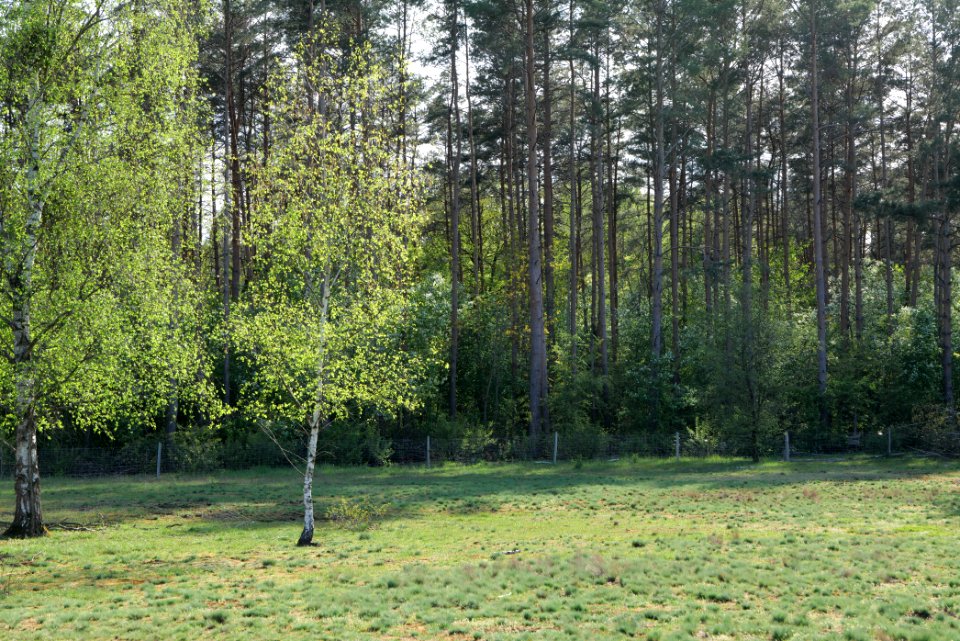 Dahlemer Feld Grunewald 2021-05-10 08