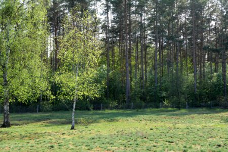 Dahlemer Feld Grunewald 2021-05-10 08