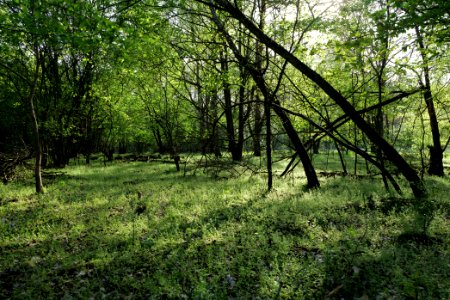 Dahlemer Feld Grunewald 2021-05-10 04