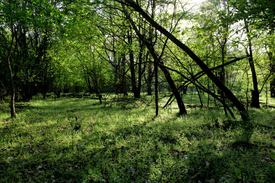 Dahlemer Feld Grunewald 2021-05-10 05